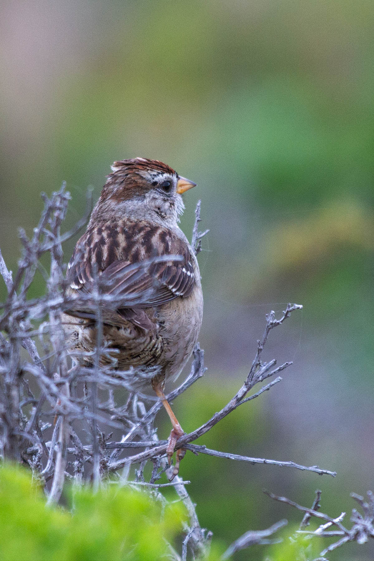 Abbotts Lagoon Sparrow C
