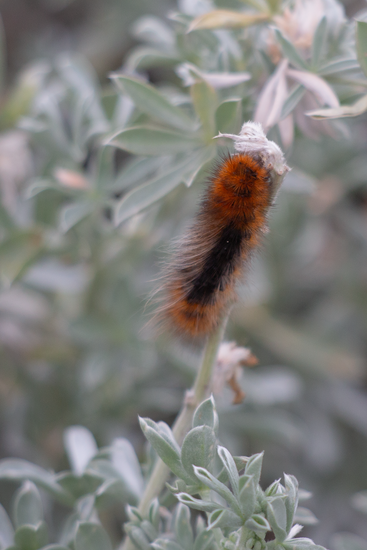 Ranchmans Tiger Moth caterpillar