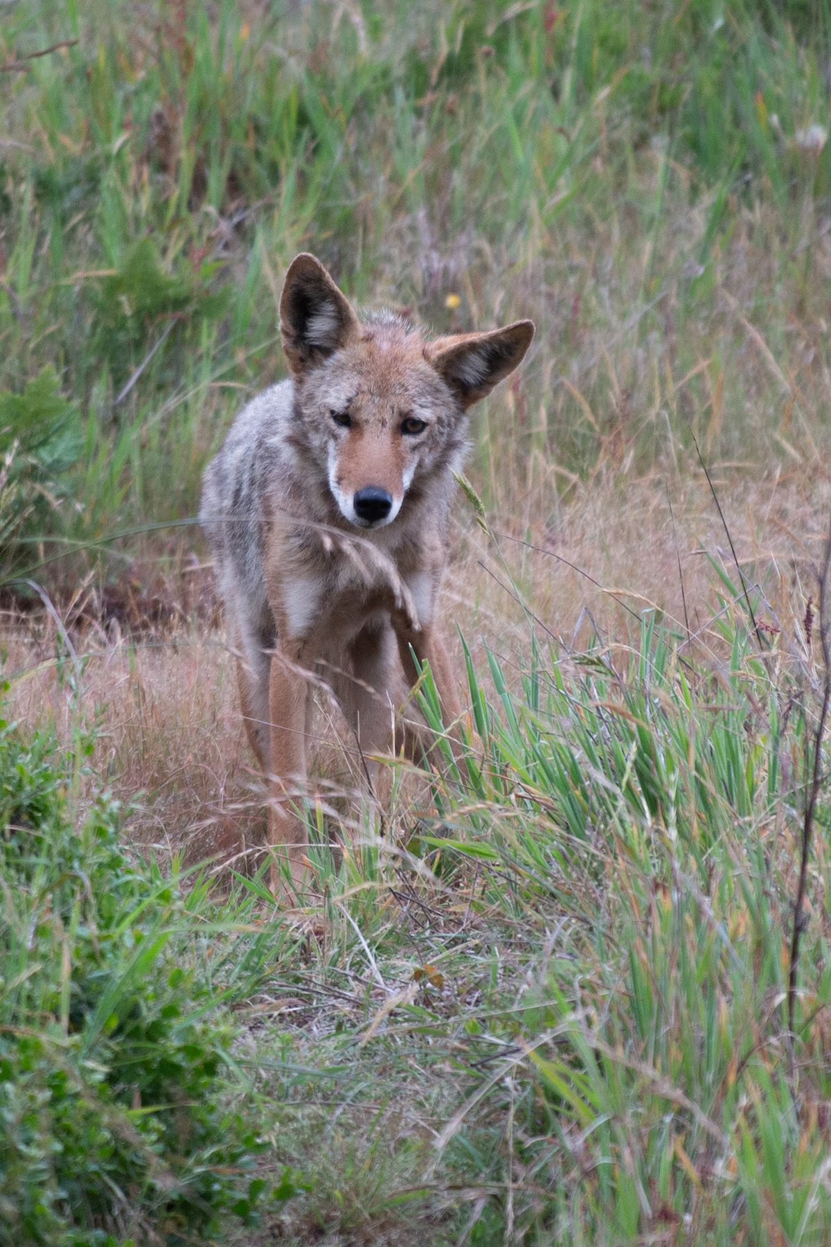 Coyote