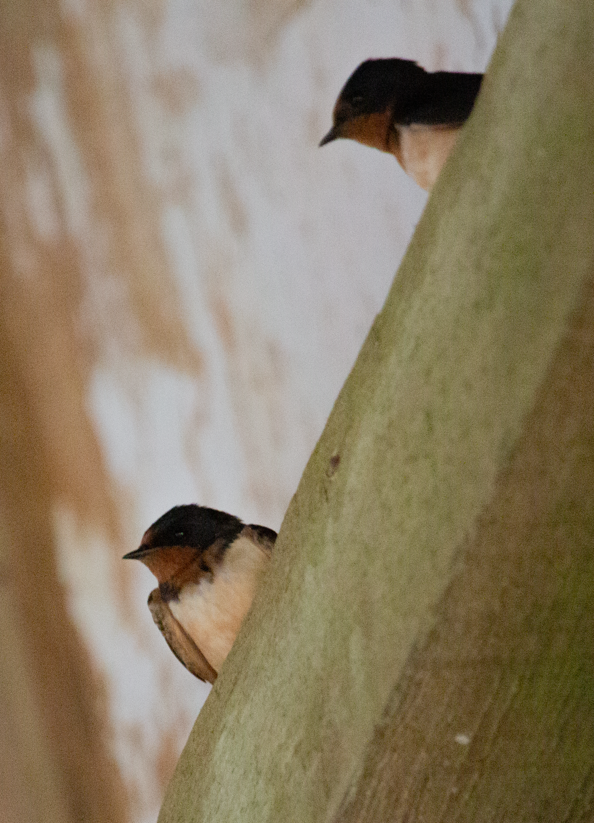 Milking Barn Swallows