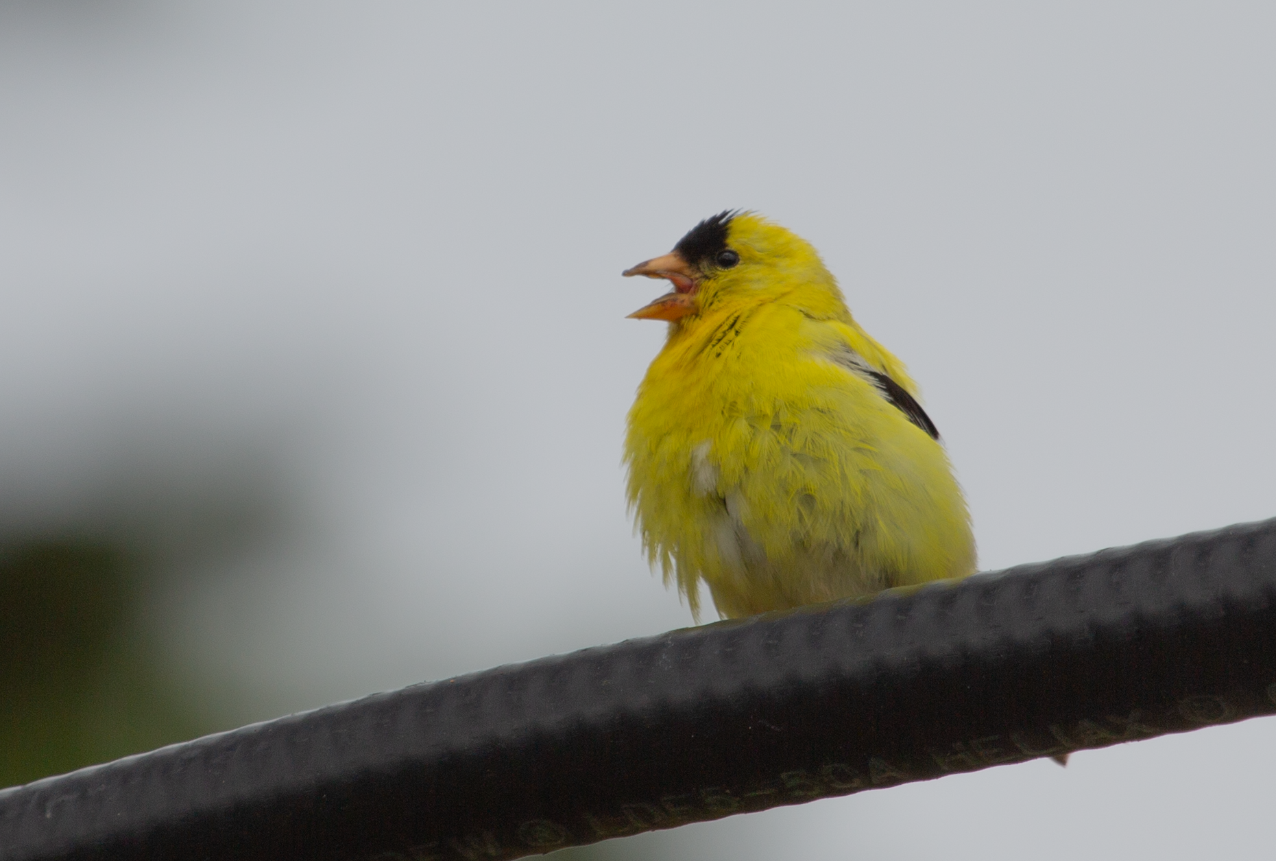 Cyprus Tunnel Am Gold Finch