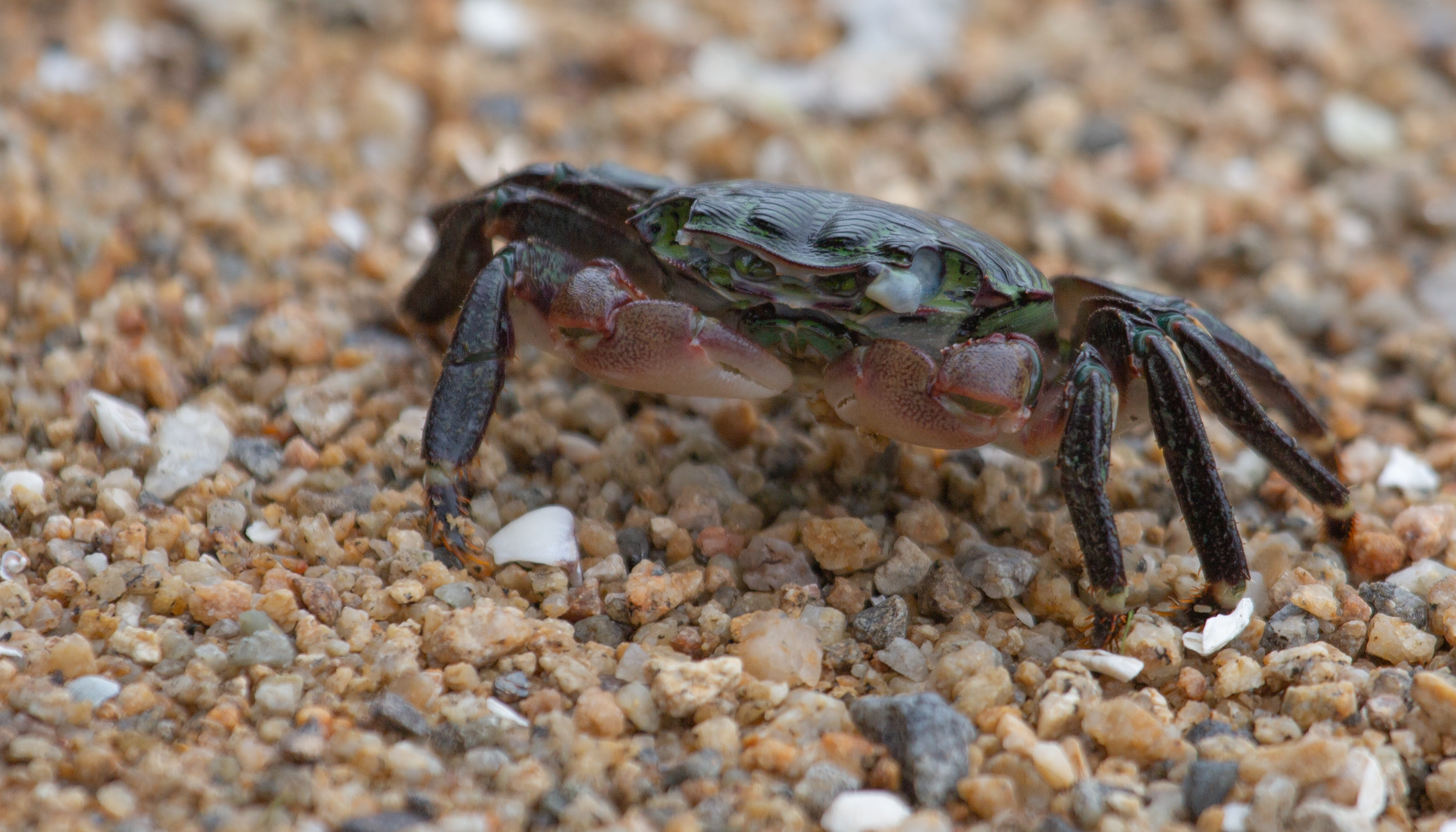 Striped Shore Crab